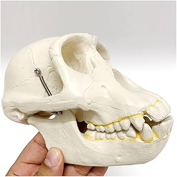 ワニ　頭骨　標本　剥製 Amazon.co.jp: 本物のクロコダイルの頭蓋骨標本-動物の頭蓋骨